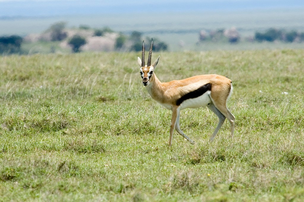 Serengeti Kop Thomson Gazelle01.jpg - Thompson’s Gazelle (Gazella rufifrons), Tanzania March 2006